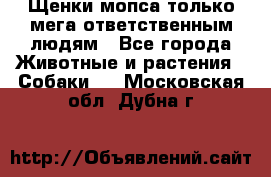 Щенки мопса только мега-ответственным людям - Все города Животные и растения » Собаки   . Московская обл.,Дубна г.